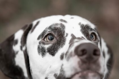 Surfing Portugal: The Best Beaches for Every Skill Level