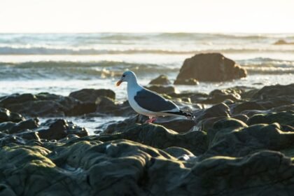 Wave Hello to Surfing: Discover Portugal’s Friendliest Spots for Novice Surfers