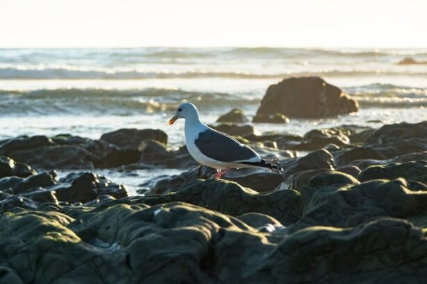 Wave Hello to Surfing: Discover Portugal’s Friendliest Spots for Novice Surfers