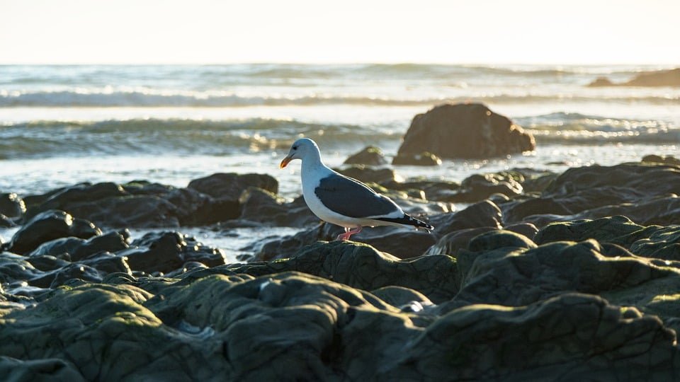 Wave Hello to Surfing: Discover Portugal’s Friendliest Spots for Novice Surfers