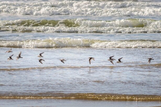 Paddle Out: An Insider’s Look at Portugal’s Best Surfing Locations