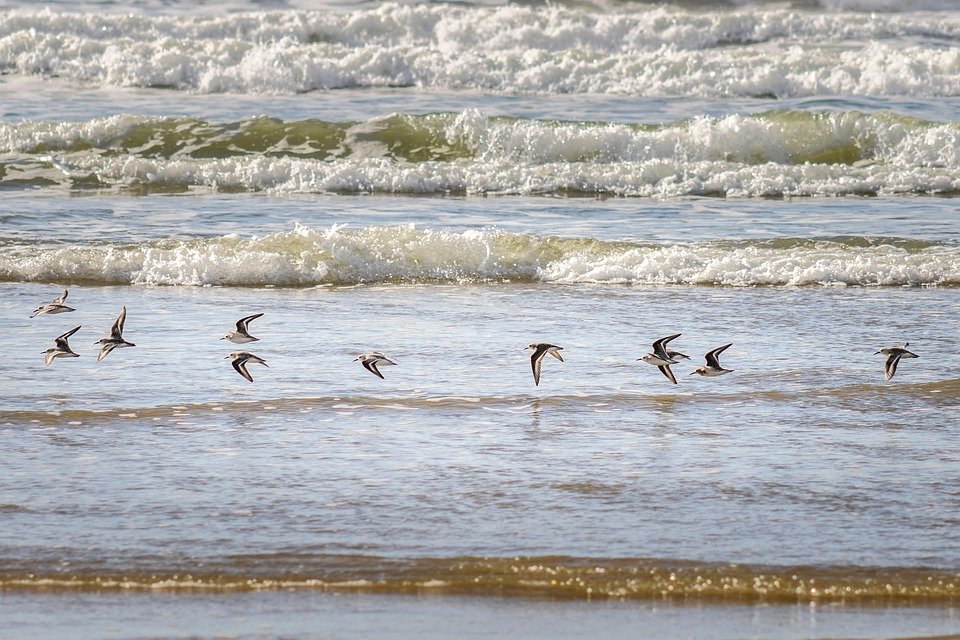 Paddle Out: An Insider’s Look at Portugal’s Best Surfing Locations