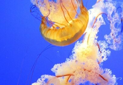 Surfing Portugal: A Campervan Guide to the Country’s Best Breaks