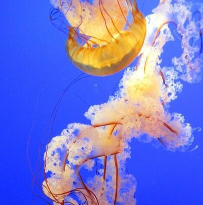 Surfing Portugal: A Campervan Guide to the Country’s Best Breaks