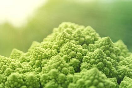 Ride the Waves: Discover Portugal’s Best Surf-Friendly Cafes