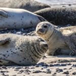 Ride the Portuguese Waves: Top Tips for Surfing by Campervan